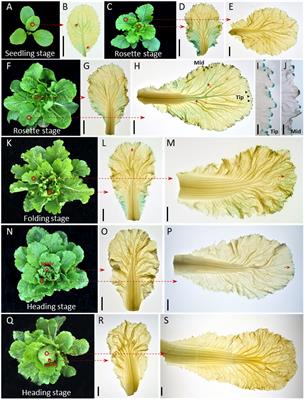 The Adaxial/Abaxial Patterning of Auxin and Auxin Gene in Leaf Veins Functions in Leafy Head Formation of Chinese Cabbage